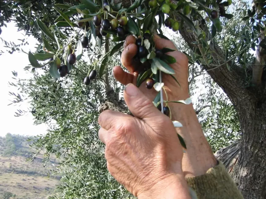 mani che raccolgono olive