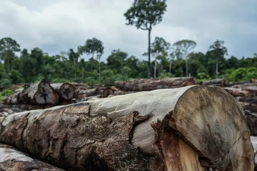 deforestazione -un problema